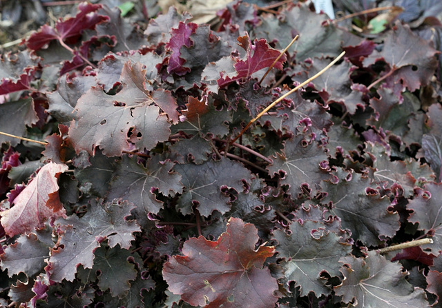 Heuchère 'Purple petticoats'