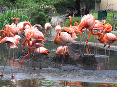 2011-05-11 15 en Dresdena zoologia ĝardeno