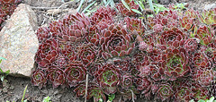 Bordure en joubarbe rouge