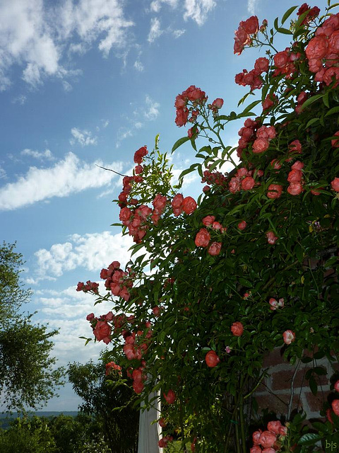 Coin en fleurs