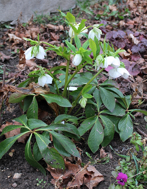 Helleborus orientalis hybride