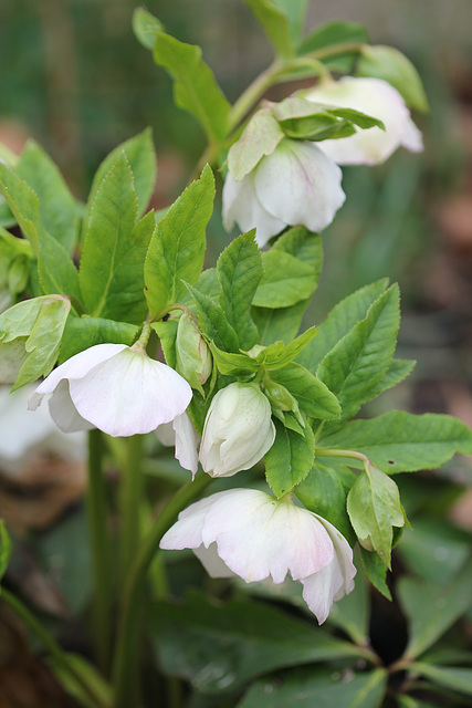 Helleborus orientalis hybride