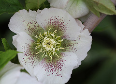 Helleborus orientalis hybride