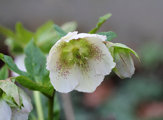 Helleborus orientalis hybride