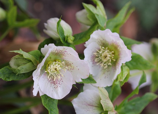 Helleborus orientalis hybride