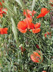 Coquelicots- Papaver rhoeas