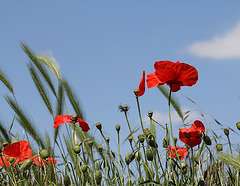 coquelicots sous ciel bleu