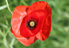 Papaver rhoeas