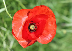 Papaver rhoeas