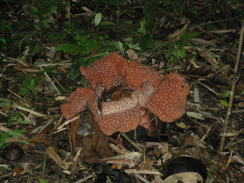 Rafflesia