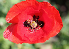 Papaver rhoeas