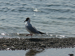 Catwalk am Starnberger See