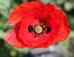 Papaver rhoeas