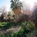 Scotty's Castle - Near The Carriage House (9277)