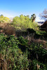 Scotty's Castle - Near The Carriage House (9278)