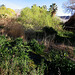 Scotty's Castle - Near The Carriage House (9278)