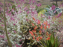 Flora de Canarias