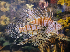 Clearfin Lionfish (1) - 21 October 2014