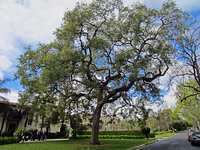 Tree in Pasadena (0115)