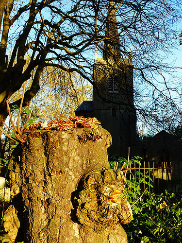 stoke newington old church, london