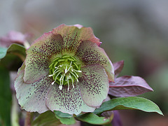 Helleborus orientalis hybride