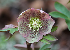 Helleborus orientalis hybride