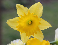 Narcisse hybride grande fleur