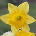 Narcisse hybride grande fleur