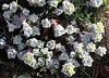 Sedum spatulifolium " cape blanco"