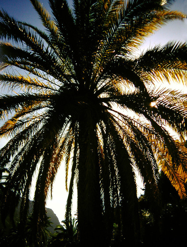 Palme im Gegenlicht