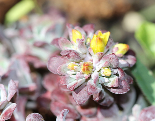 Sedum spatulifolium