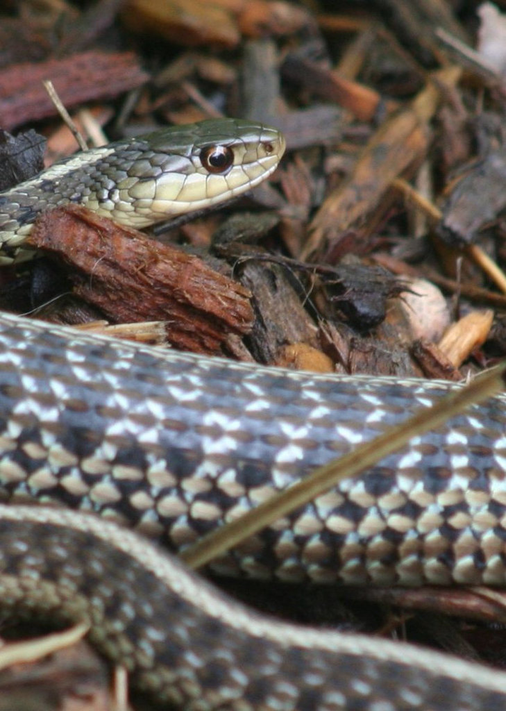 Garter Snake