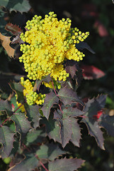 Mahonia x wagneri ( aquifolium x pinnata)