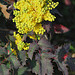 Mahonia x wagneri ( aquifolium x pinnata)