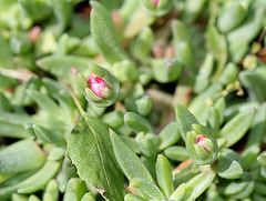 Delosperma dyeri