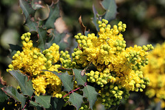 Mahonia x wagneri ( aquifolium x pinnata)