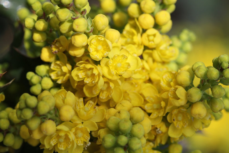 Mahonia x wagneri ( aquifolium x pinnata)