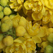 Mahonia x wagneri ( aquifolium x pinnata)Gros plan des fleurs