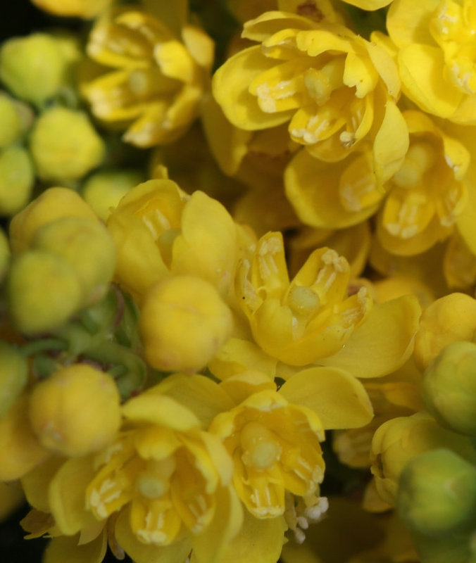 Mahonia x wagneri ( aquifolium x pinnata)Gros plan des fleurs