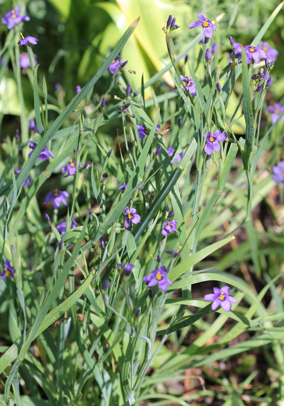sisyrinchium bellum
