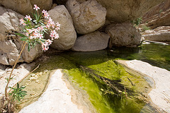 Wadi Shab in Miniature