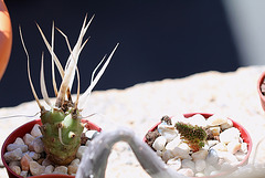 Tephrocactus articulatus papyracanthus