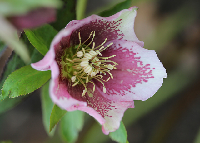 Helleborus orientalis hybride