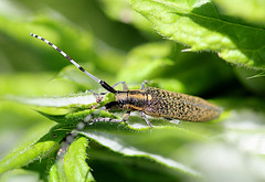 Agapanthea villosoviridescens