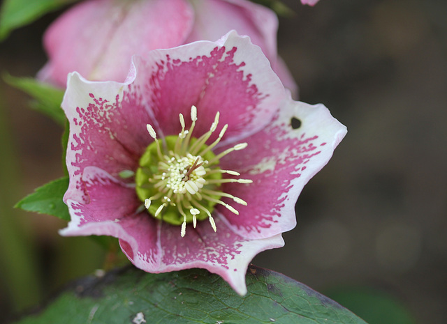 Helleborus orientalis hybride