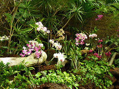 Bosque de orquideas (1)