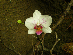 orquideas (2)