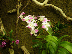 orquideas (3)