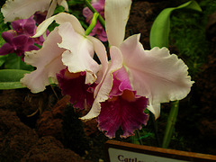 orquideas (4)