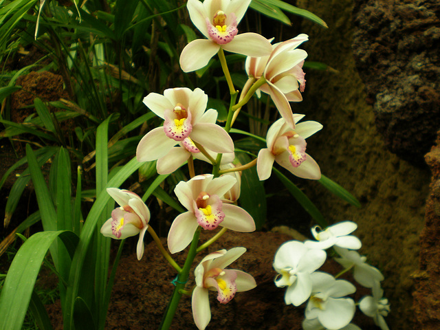 orquideas (5)